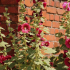 Sklad rose - pěstování a péče o květiny malvy v zahradě
